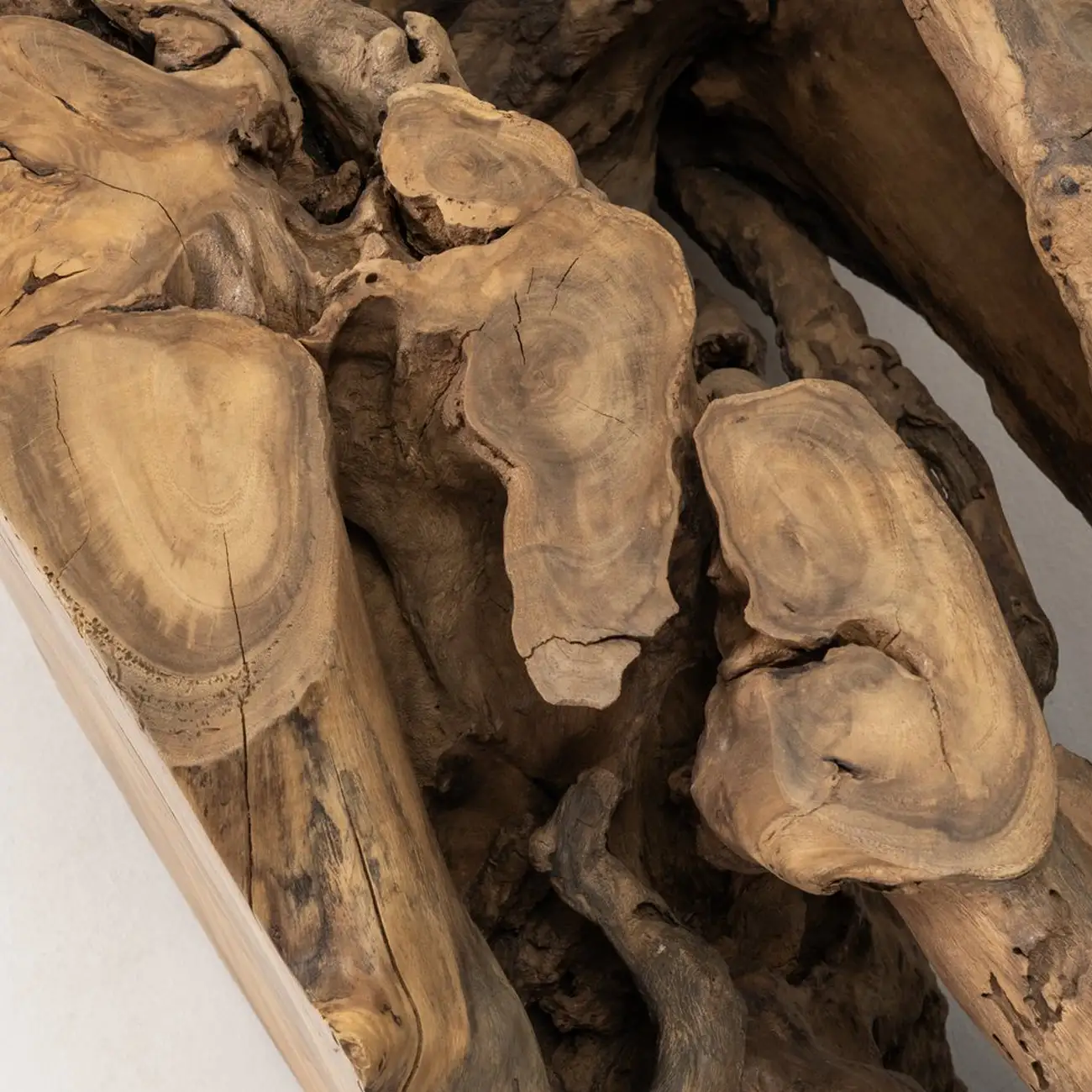 Acacia Tree Root Coffee Table